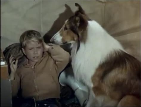 Lassie Forever: How One Dog Captured the Hearts of Millions Worldwide